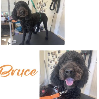 Top Notch Paws Grooming - Pet Groomers Near Me - Westfield, Massachusetts Top Notch Paws Grooming - Pet Groomers Near Me - Westfield, Massachusetts