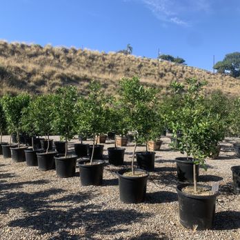 The Standard Design Group - Nurseries & Gardening Near Me - Vista, California The Standard Design Group - Nurseries & Gardening Near Me - Vista, California