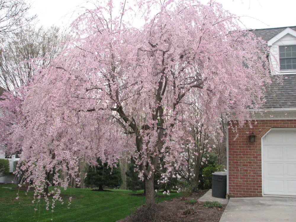 ADLER’S LANDSCAPE NURSERY Updated September 2024 3110 6th Ave