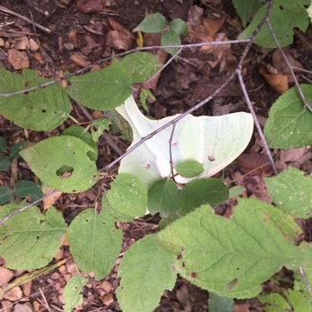 Hemmed-In Hollow - HIH - Hiking Near Me Hemmed-In Hollow - HIH - Hiking Near Me