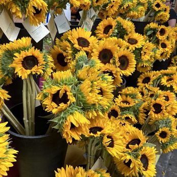 Wilson Farm - Sunflowers - Fruits & Veggies Near Me - Lexington, Massachusetts
