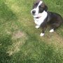 Photo of Paws Au Pair
