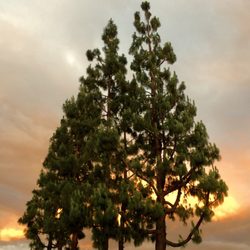 South Bon View Park - The pine trees at sunset time.