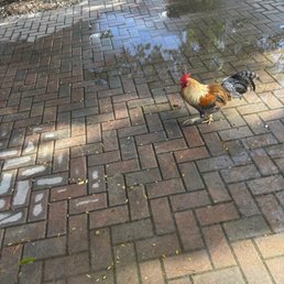 Roosters! Roosters!