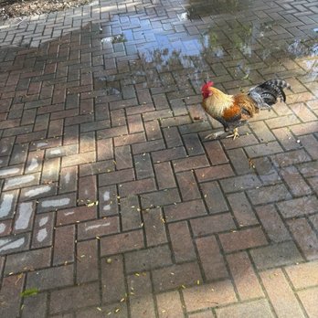 Robert Is Here - Roosters! - Fruits & Veggies Near Me - Homestead, Florida Robert Is Here - Roosters! - Fruits & Veggies Near Me - Homestead, Florida