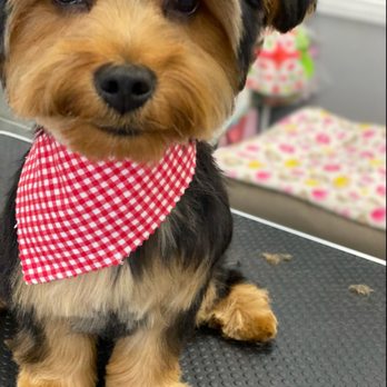 Puppy Pampering Pet Spa - Pet Groomers Near Me - Rancho Cucamonga, California