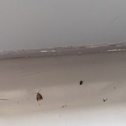 Stink bugs that I had to squish