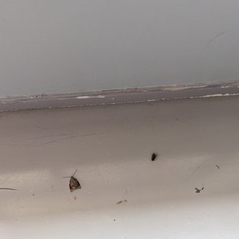 Baymont by Wyndham Paducah - Stink bugs that I had to squish - Hotels Near Me - Paducah, Kentucky