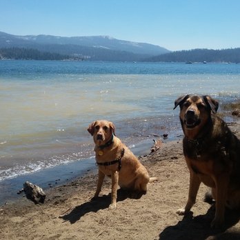 Maisy's Mutts - Dog Walkers Near Me Maisy's Mutts - Dog Walkers Near Me