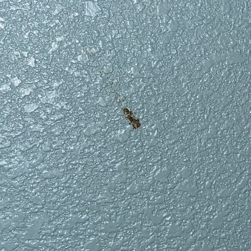 Sleep Inn Near Washington State Line - Brown substance splattered on bathroom wall - Hotels Near Me - Post Falls, Idaho Sleep Inn Near Washington State Line - Brown substance splattered on bathroom wall - Hotels Near Me - Post Falls, Idaho