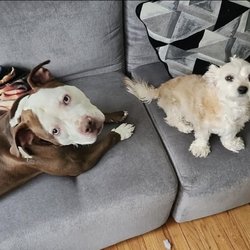 Auburn Animal Hospital - Pitbull and bichon pups