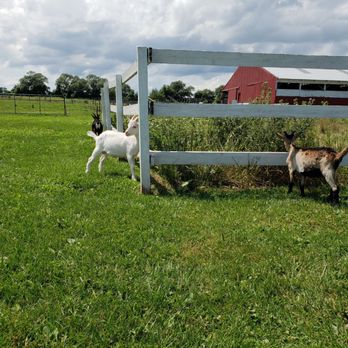 Lively Run Dairy - Cheese Shops Near Me - Interlaken, New York