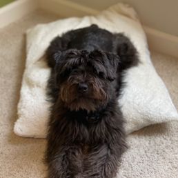 Before grooming Before grooming