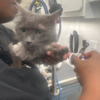 IVS Mobile Vets - The calmest nail trim ever! - Veterinarians Near Me IVS Mobile Vets - The calmest nail trim ever! - Veterinarians Near Me