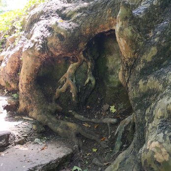 Lakeside Park - really cool tree root development - Parks Near Me - Dallas, Texas Lakeside Park - really cool tree root development - Parks Near Me - Dallas, Texas