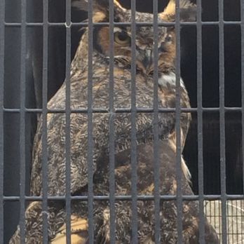 Trailside Museums & Zoo - Owl - Zoos Near Me - Bear Mountain, New York