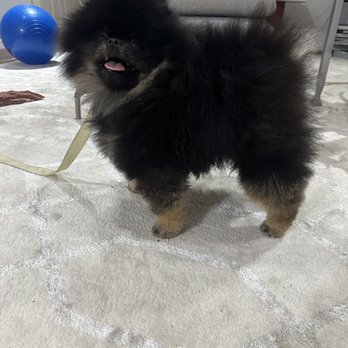 Exmoor Pet Care Services - Bandit after his summer grooming.  Thank you, Exmoor!!!! - Pet Services Near Me - Austin, Texas