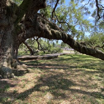 Treaty Oak Park - Parks Near Me - Jacksonville, Florida