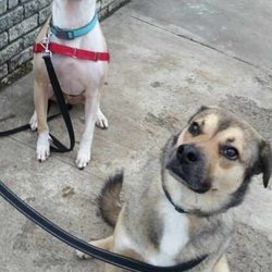 Petletariat Pet Services - Bowser and his new buddies