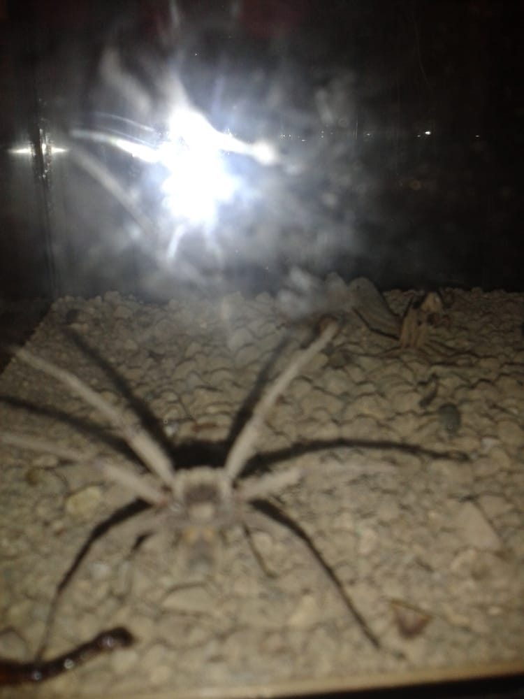 Insectario Pueblito Los Dominicos