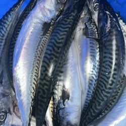 Fresh mackerel frozen 24/7 everyday