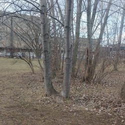 Middlegrounds Metropark - More of the Woods