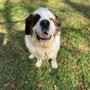 Photo of Happy Paws Pet Resort