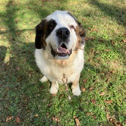 Happy Paws Pet Resort