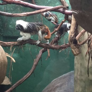 Utica Zoo - Cotton top tamarin - Zoos Near Me - Utica, New York Utica Zoo - Cotton top tamarin - Zoos Near Me - Utica, New York