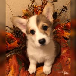 Rockin Da Corgis - One of our gorgeous puppies!