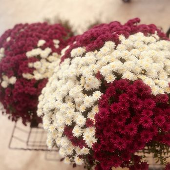 Mankin and Sons Gardens - Beautiful Mums. - Nurseries & Gardening Near Me - Abilene, Texas Mankin and Sons Gardens - Beautiful Mums. - Nurseries & Gardening Near Me - Abilene, Texas