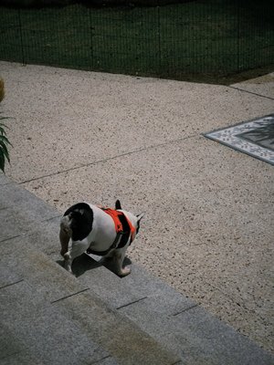 The Alkaff Mansion by null