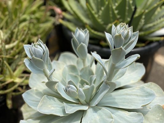 Rozelle Collectors Markets by null