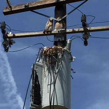 Perry's Wildlife Control - Great Horned Owl watching over her nest. - Pest Control Near Me - Elk Grove, California Perry's Wildlife Control - Great Horned Owl watching over her nest. - Pest Control Near Me - Elk Grove, California