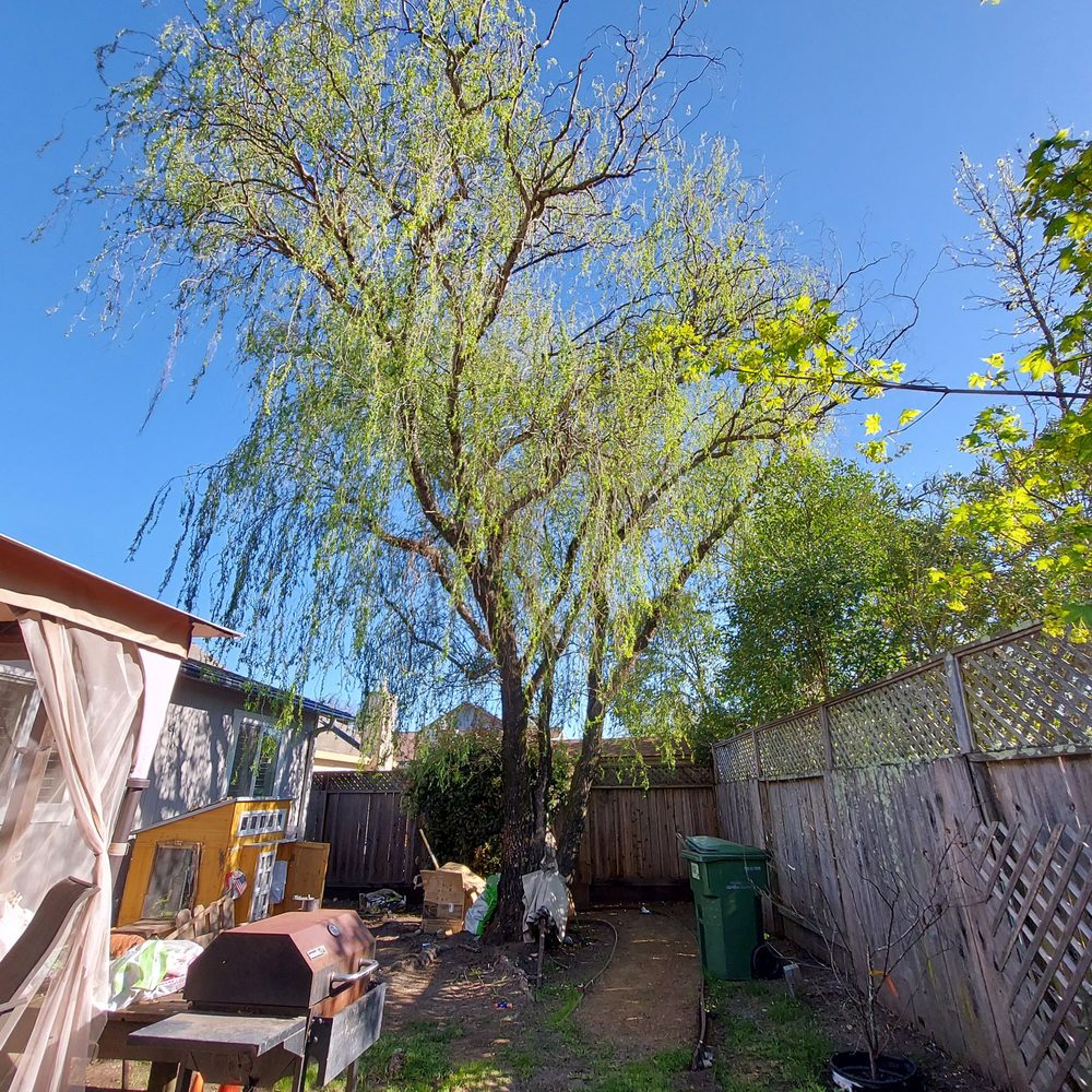 HDS - Land & Tree - tree service in Richmond, CA