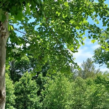 Glenstone - Art Museums Near Me - Potomac, Maryland