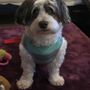 Photo of Great Paws Veterinary Hospital