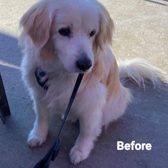 Ooh Puppy - BEFORE GOING TO OHH PUPPY:  Here's our fluffy dog before going to the groomer - just needed a bath and light trim - Pet Groomers Near Me - La Mirada, California