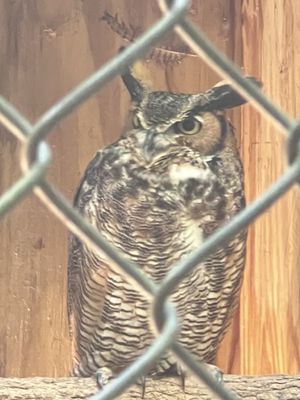 Carolina Raptor Center by null