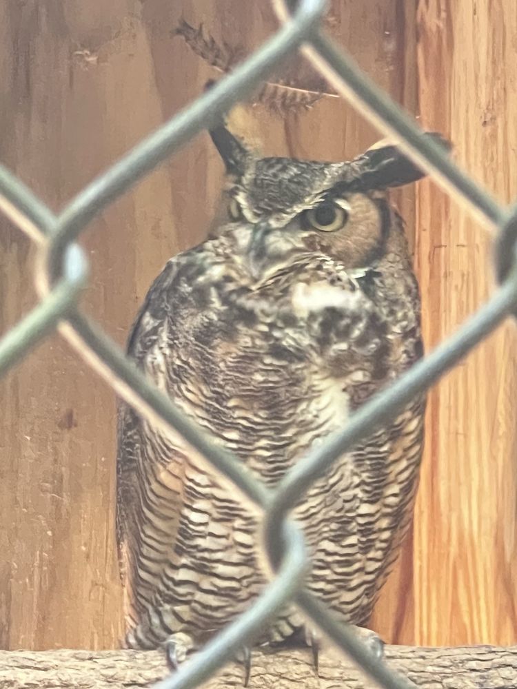 Carolina Raptor Center