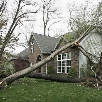 Royce's Tree Service - Tree Services Near Me