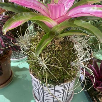 Florahound - Pink Bromeliad - Nurseries & Gardening Near Me - Sherman Oaks, California