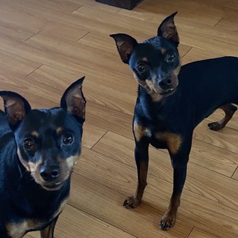 ARCHVET Emergency Hospital - Brodie and Malcolm - Veterinarians Near Me - San Jose, California