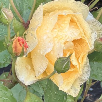 HOA Advisory Group - First Rose of the Season. - Homeowner Association Near Me HOA Advisory Group - First Rose of the Season. - Homeowner Association Near Me