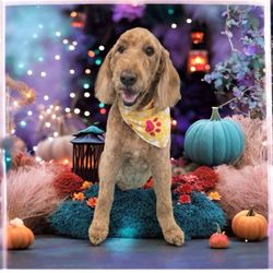 Furry Friends Grooming - Old dogs need love and grooming, too!