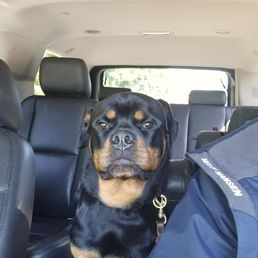 Kedo after receiving excellent care from PAWS.