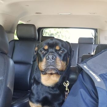 Potomac Animal Wellness Services - Kedo after receiving excellent care from PAWS. - Veterinarians Near Me - Indian Head, Maryland