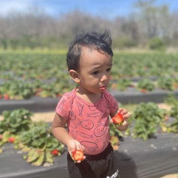 Froberg's Farm - Pick Your Own Farms Near Me - Alvin, Texas Froberg's Farm - Pick Your Own Farms Near Me - Alvin, Texas