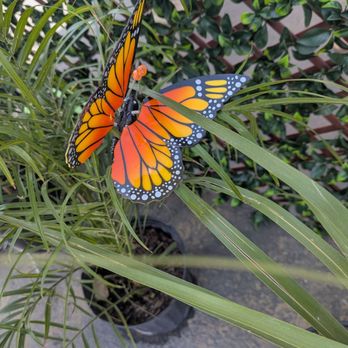 SkyRiver Butterflies - Beautiful - Attraction Farms Near Me - Del Mar, California