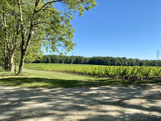 Château Carbonnieux - Grand cru classé de Graves - Pessac Léognan by null